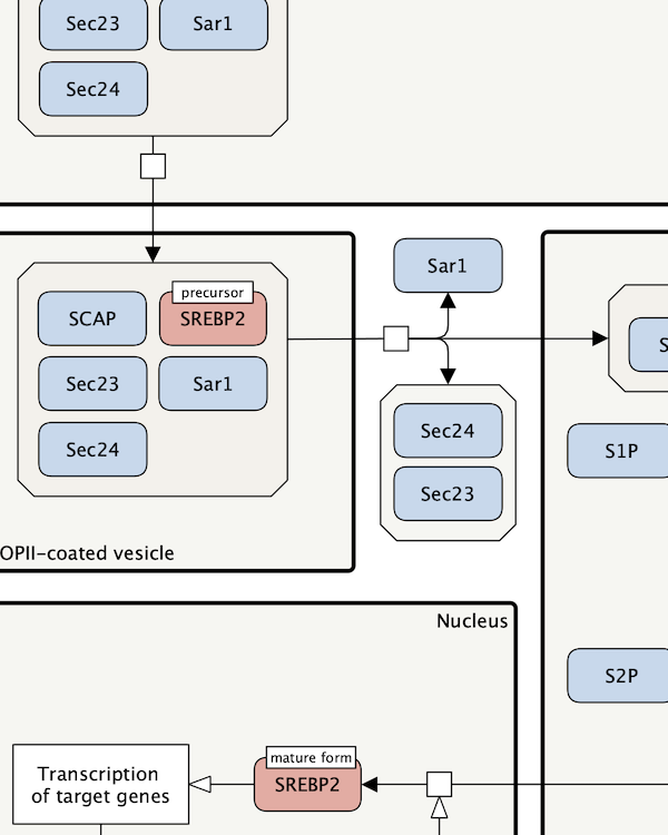 SREBP signalling map